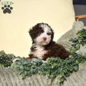 Robin, Mini Bernedoodle Puppy